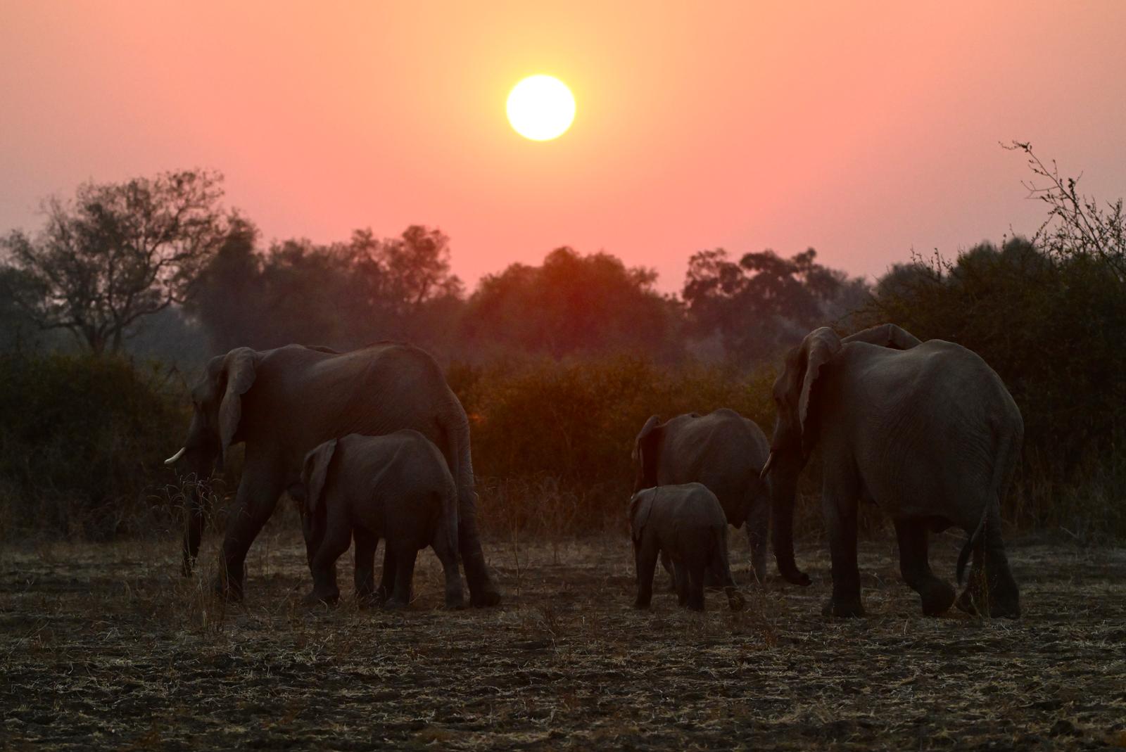 Wildlife 5