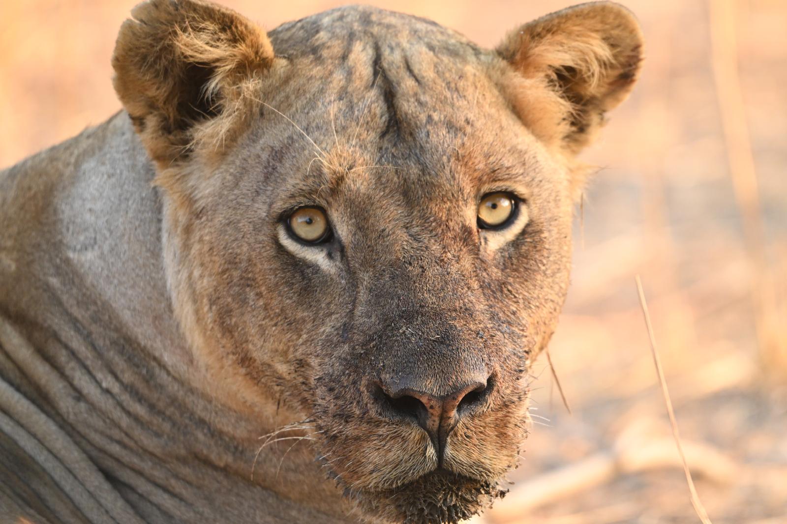Wildlife 10