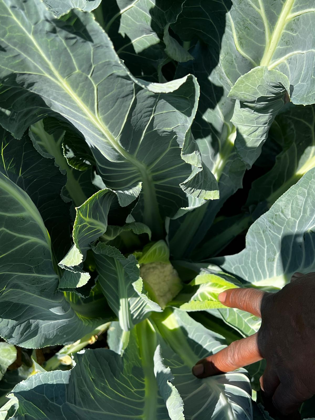Garden to table
